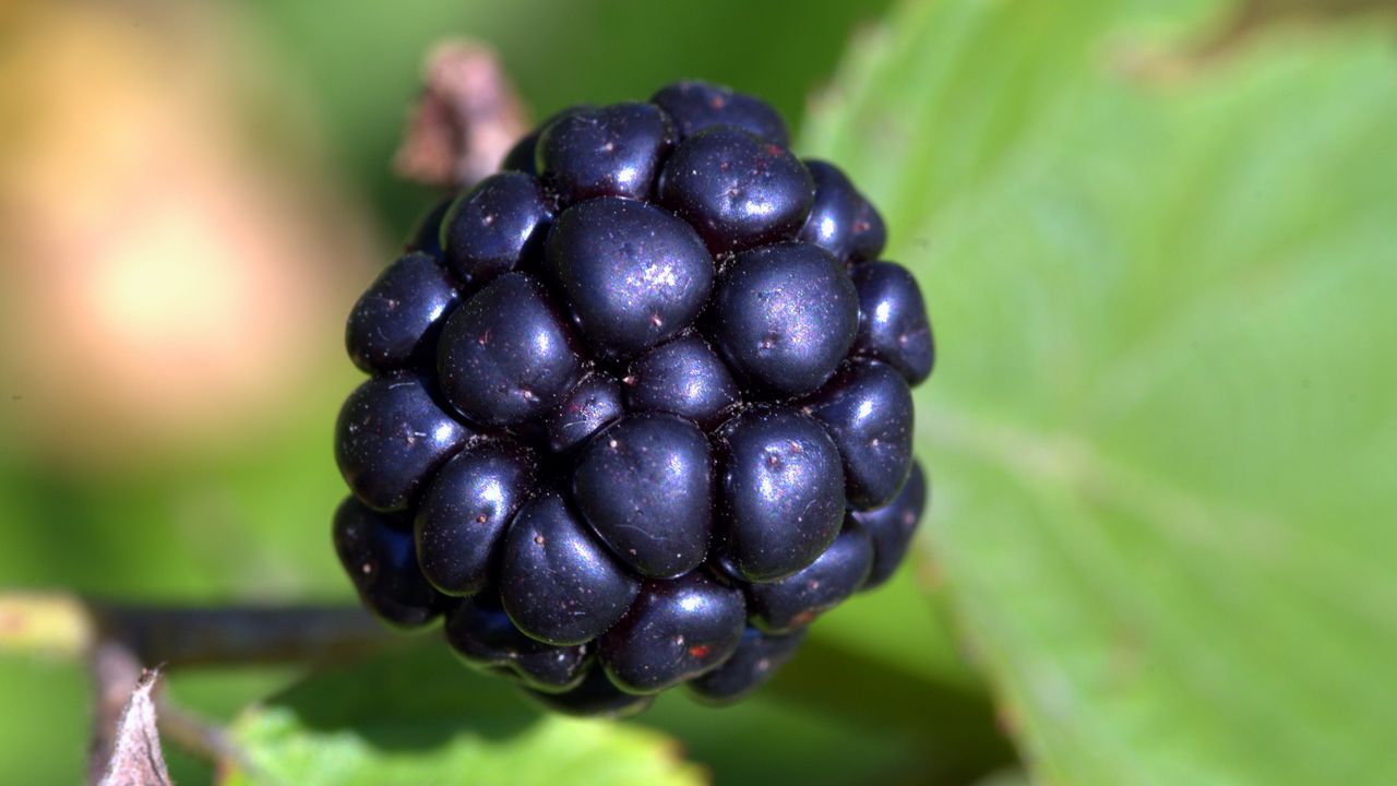 Wallpaper blackberry, berry, close-up
