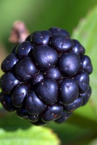 Preview wallpaper blackberry, berry, close-up