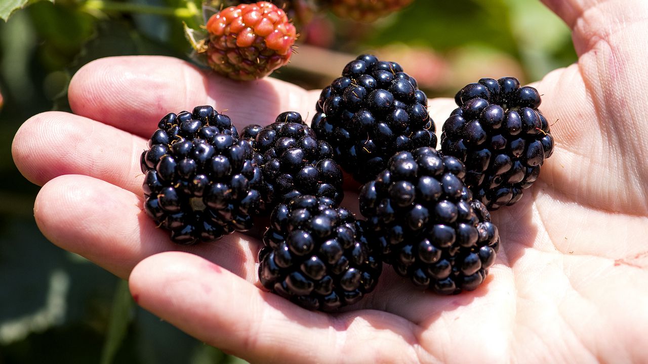 Wallpaper blackberry, berry, hand, fruit