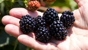 Preview wallpaper blackberry, berry, hand, fruit