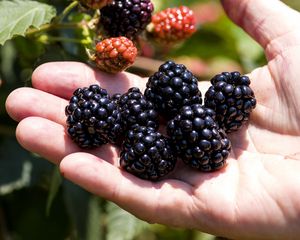 Preview wallpaper blackberry, berry, hand, fruit