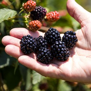 Preview wallpaper blackberry, berry, hand, fruit