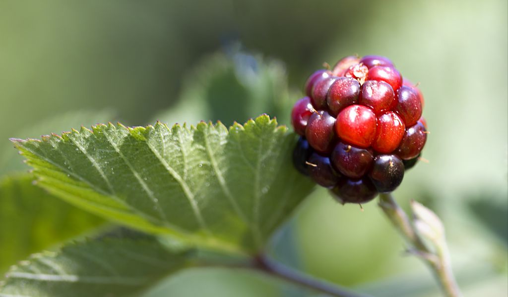 1024x600 Wallpaper blackberry, berry, leaves, branch, macro