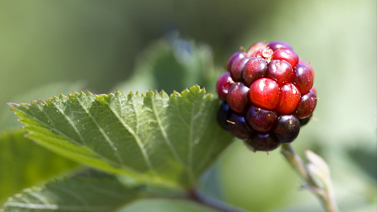 Wallpaper blackberry, berry, leaves, branch, macro