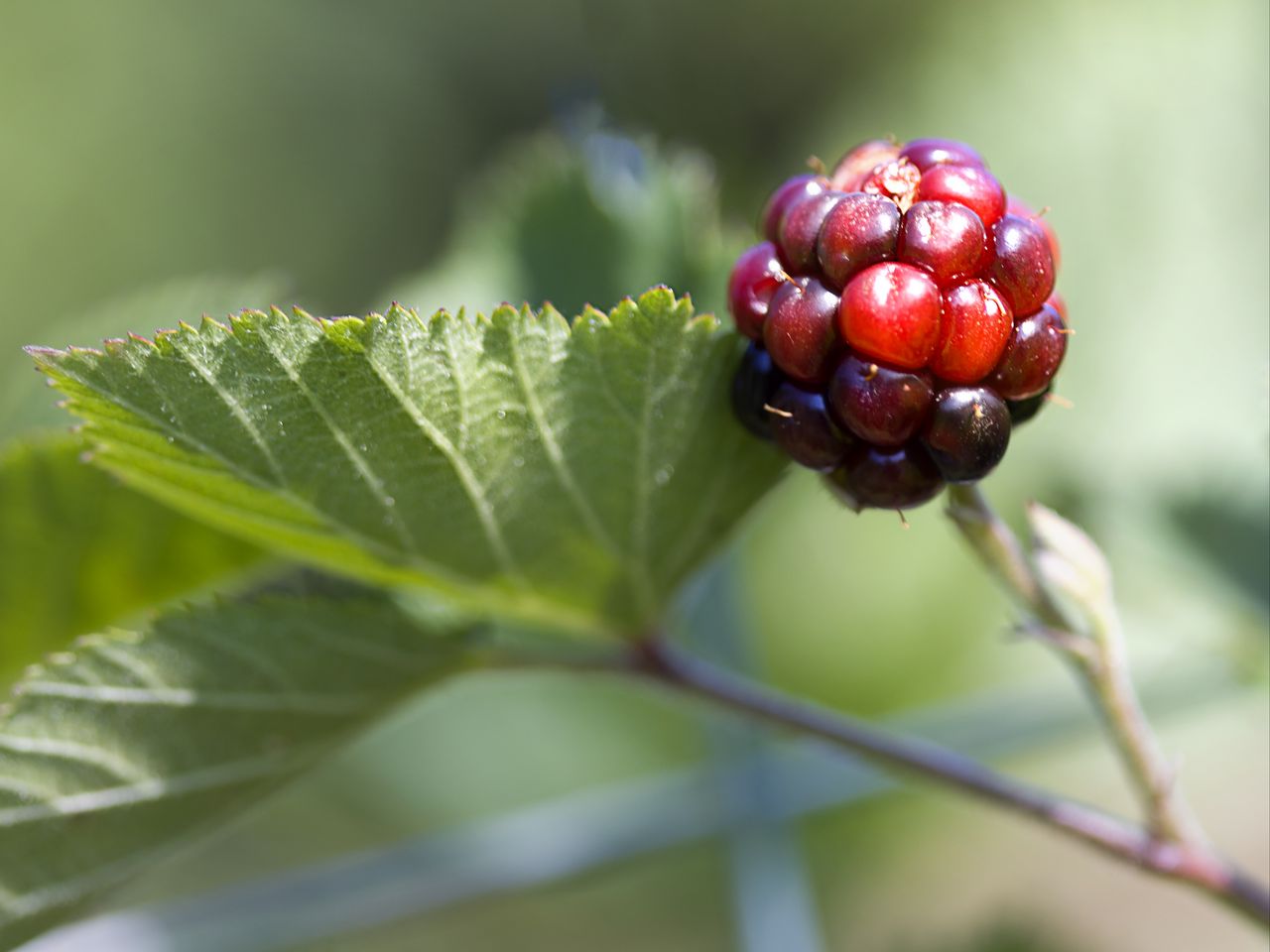1280x960 Wallpaper blackberry, berry, leaves, branch, macro