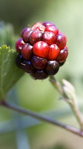 Preview wallpaper blackberry, berry, leaves, branch, macro
