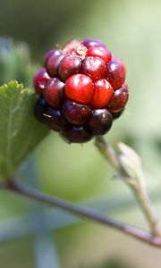 Preview wallpaper blackberry, berry, leaves, branch, macro