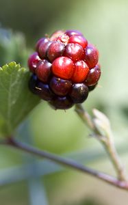 Preview wallpaper blackberry, berry, leaves, branch, macro