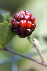 Preview wallpaper blackberry, berry, leaves, branch, macro
