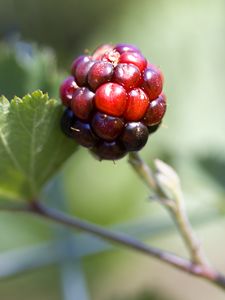 Preview wallpaper blackberry, berry, leaves, branch, macro