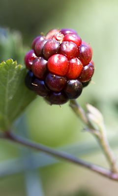 240x400 Wallpaper blackberry, berry, leaves, branch, macro