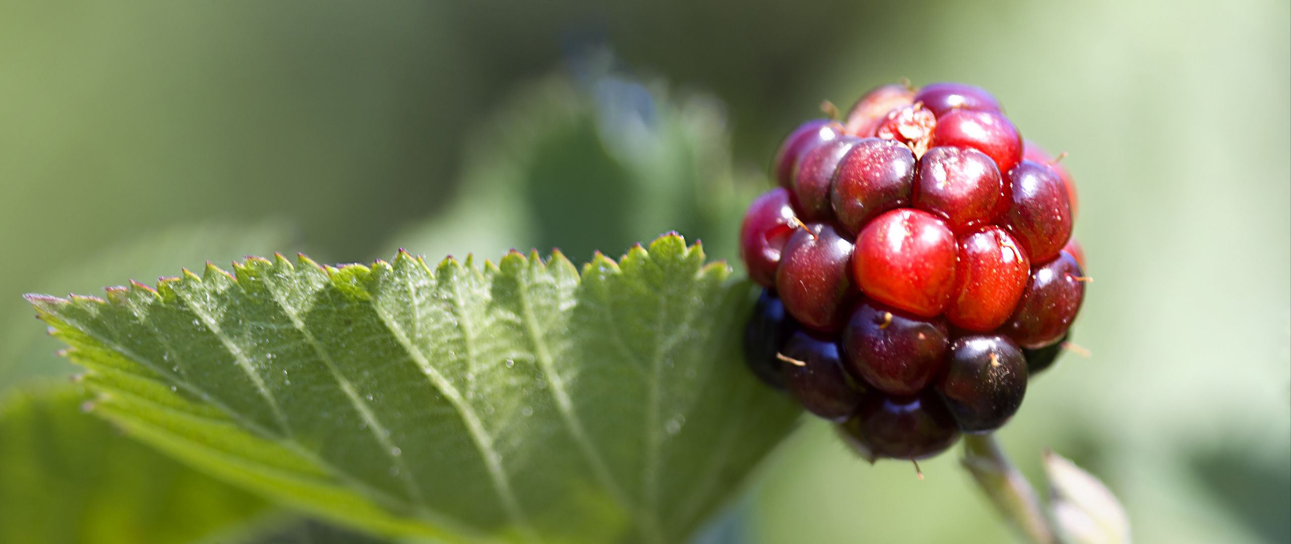 2560x1080 Wallpaper blackberry, berry, leaves, branch, macro