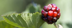 Preview wallpaper blackberry, berry, leaves, branch, macro