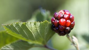 Preview wallpaper blackberry, berry, leaves, branch, macro