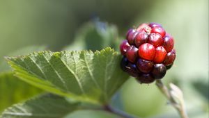 Preview wallpaper blackberry, berry, leaves, branch, macro