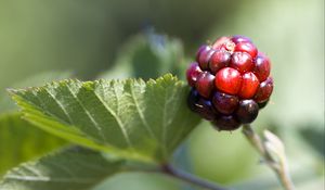 Preview wallpaper blackberry, berry, leaves, branch, macro