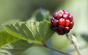 Preview wallpaper blackberry, berry, leaves, branch, macro