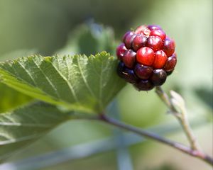Preview wallpaper blackberry, berry, leaves, branch, macro