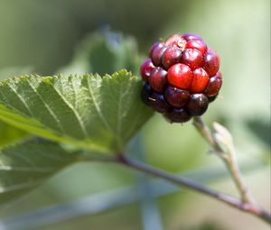 Preview wallpaper blackberry, berry, leaves, branch, macro
