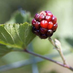 Preview wallpaper blackberry, berry, leaves, branch, macro