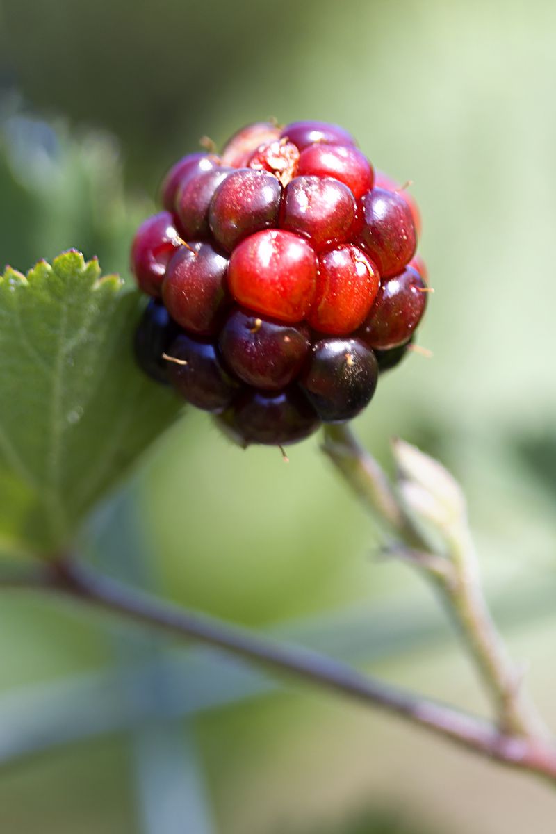 800x1200 Wallpaper blackberry, berry, leaves, branch, macro