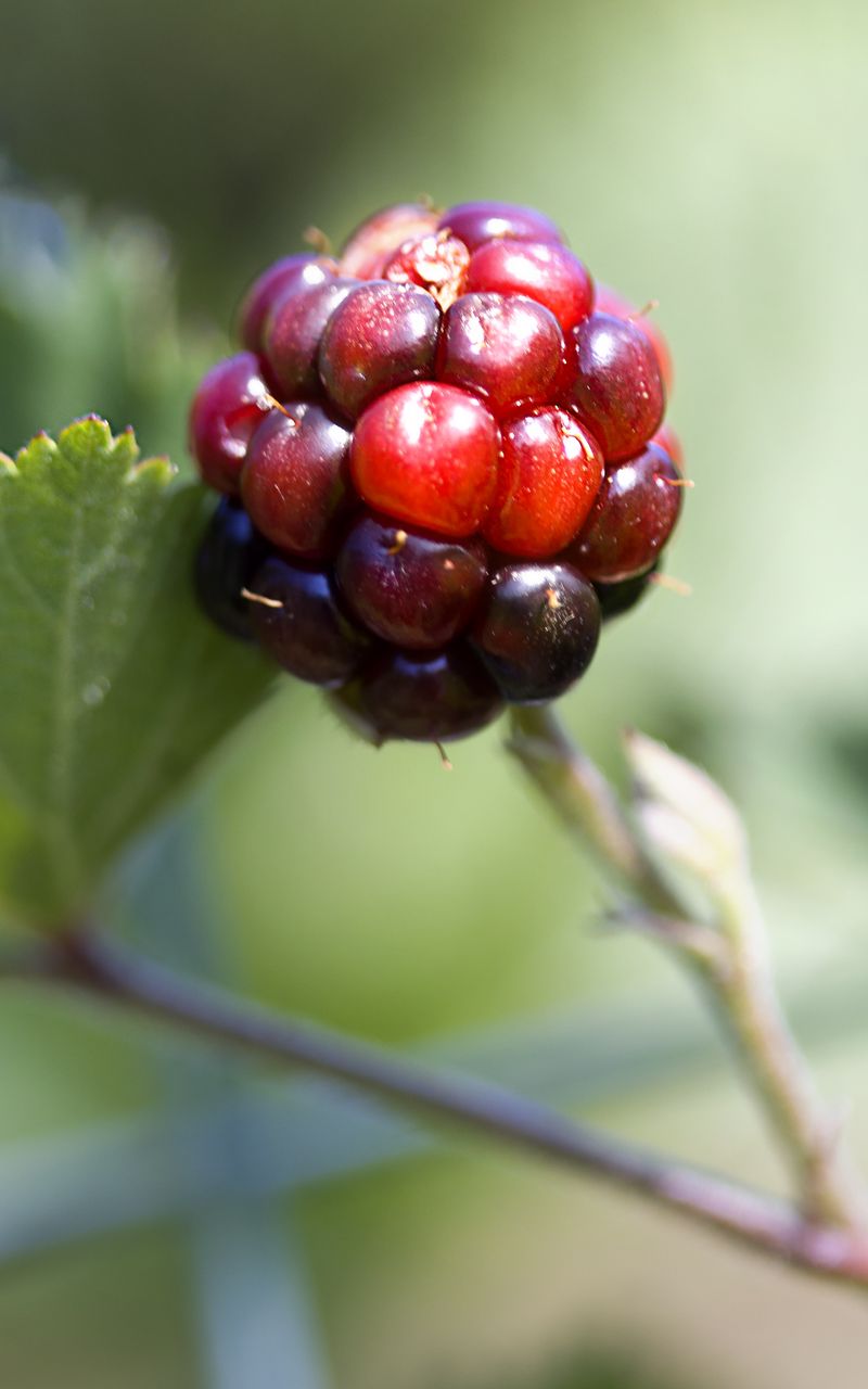 800x1280 Wallpaper blackberry, berry, leaves, branch, macro