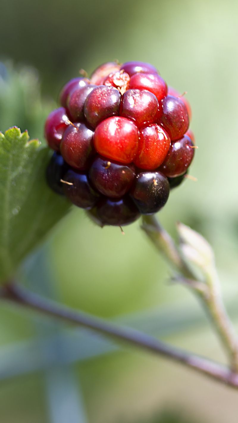 800x1420 Wallpaper blackberry, berry, leaves, branch, macro