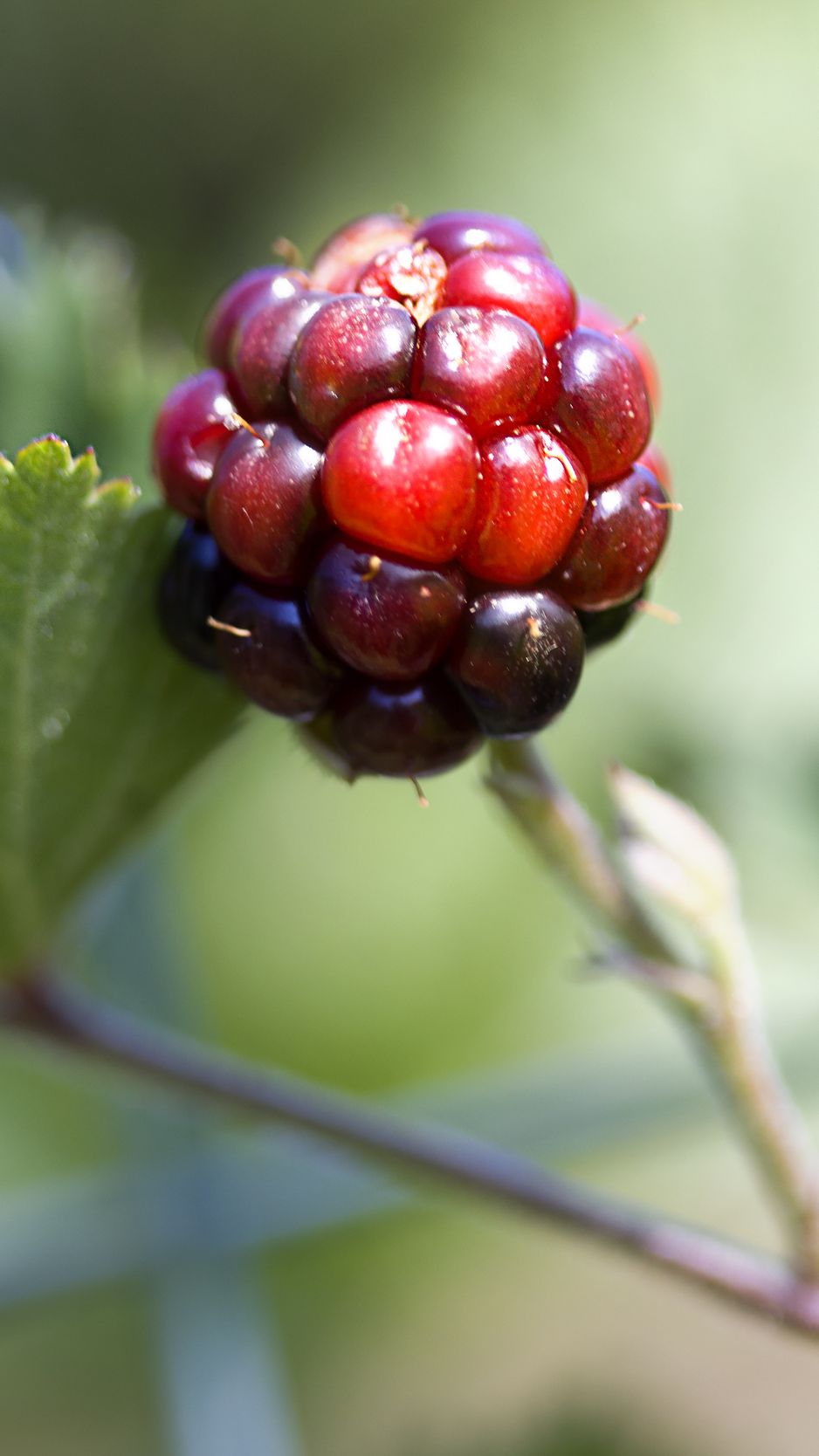 938x1668 Wallpaper blackberry, berry, leaves, branch, macro