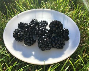 Preview wallpaper blackberry, berry, plate, grass