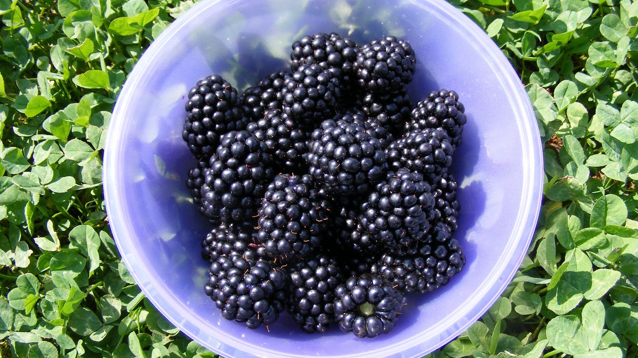 Wallpaper blackberry, berry, plate, ripe
