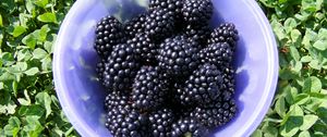 Preview wallpaper blackberry, berry, plate, ripe