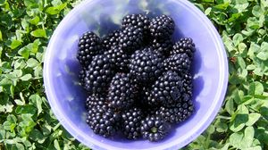 Preview wallpaper blackberry, berry, plate, ripe