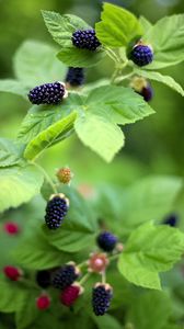 Preview wallpaper blackberry, food, berries, leaves