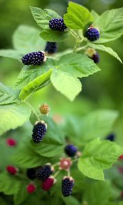 Preview wallpaper blackberry, food, berries, leaves