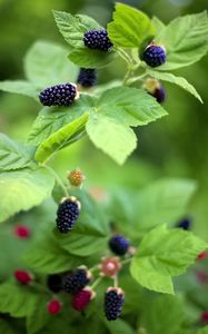 Preview wallpaper blackberry, food, berries, leaves