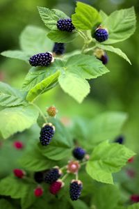 Preview wallpaper blackberry, food, berries, leaves