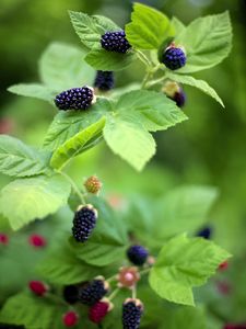 Preview wallpaper blackberry, food, berries, leaves