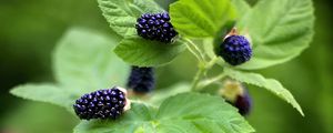 Preview wallpaper blackberry, food, berries, leaves