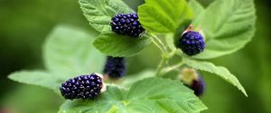 Preview wallpaper blackberry, food, berries, leaves