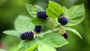 Preview wallpaper blackberry, food, berries, leaves