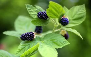 Preview wallpaper blackberry, food, berries, leaves