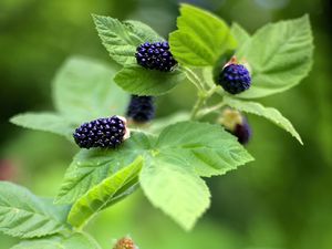 Preview wallpaper blackberry, food, berries, leaves