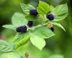 Preview wallpaper blackberry, food, berries, leaves