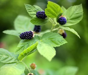 Preview wallpaper blackberry, food, berries, leaves