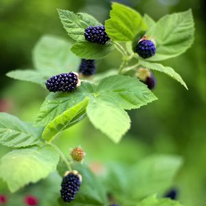 Preview wallpaper blackberry, food, berries, leaves