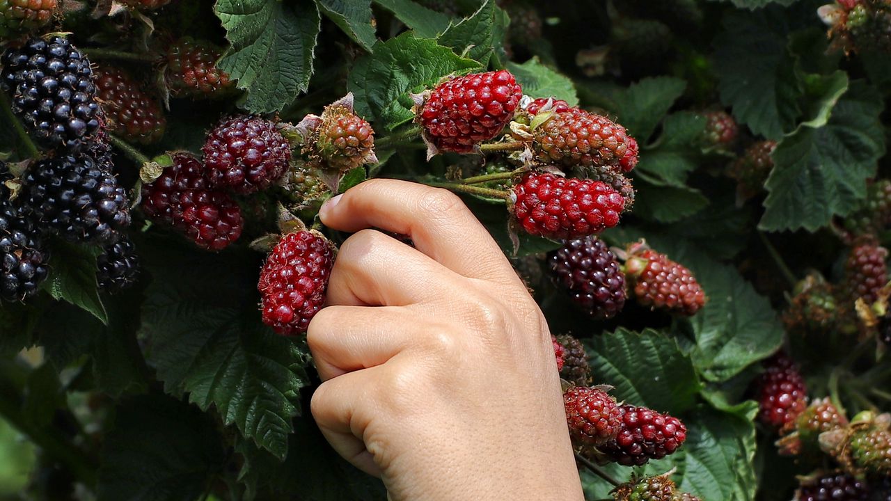 Wallpaper blackberry, hand, berry, leaves