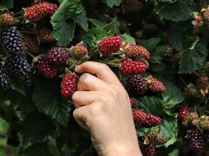 Preview wallpaper blackberry, hand, berry, leaves