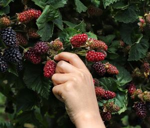 Preview wallpaper blackberry, hand, berry, leaves