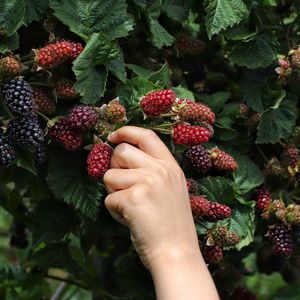 Preview wallpaper blackberry, hand, berry, leaves