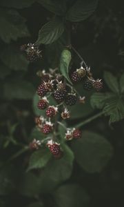 Preview wallpaper blackberry, raspberry, berries, macro, blur